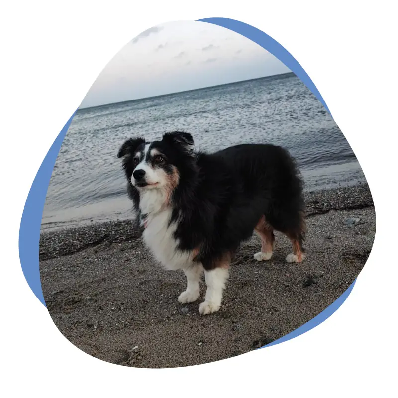 Schwarz weiß brauner Hund am Strand