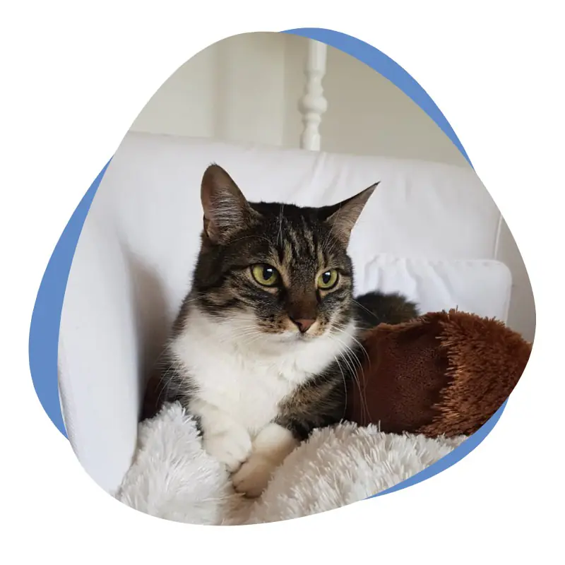 Weiß getigerte Katze liegt auf dem Sofa