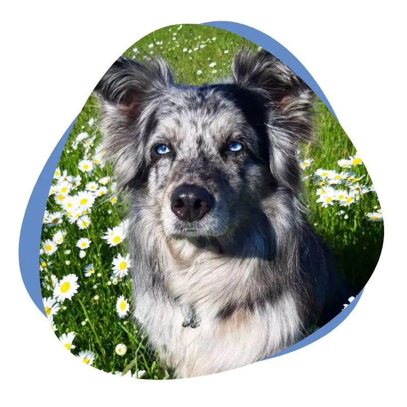 Weiß grauer Hund auf einer Wiese