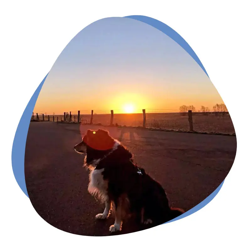 Hund vor einem Sonnenuntergang