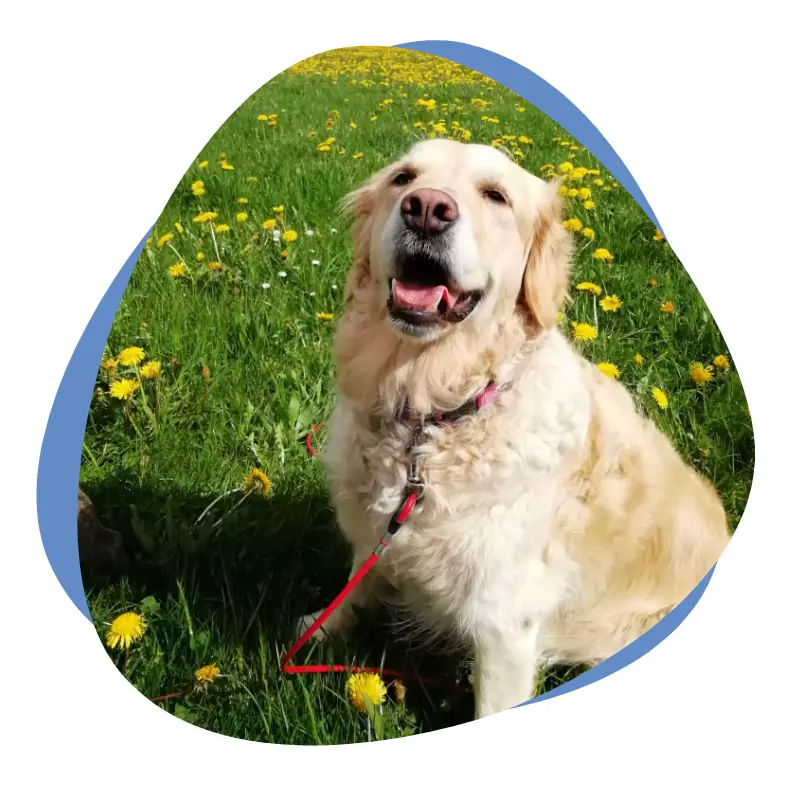 Beiger Hund auf einer Wiese