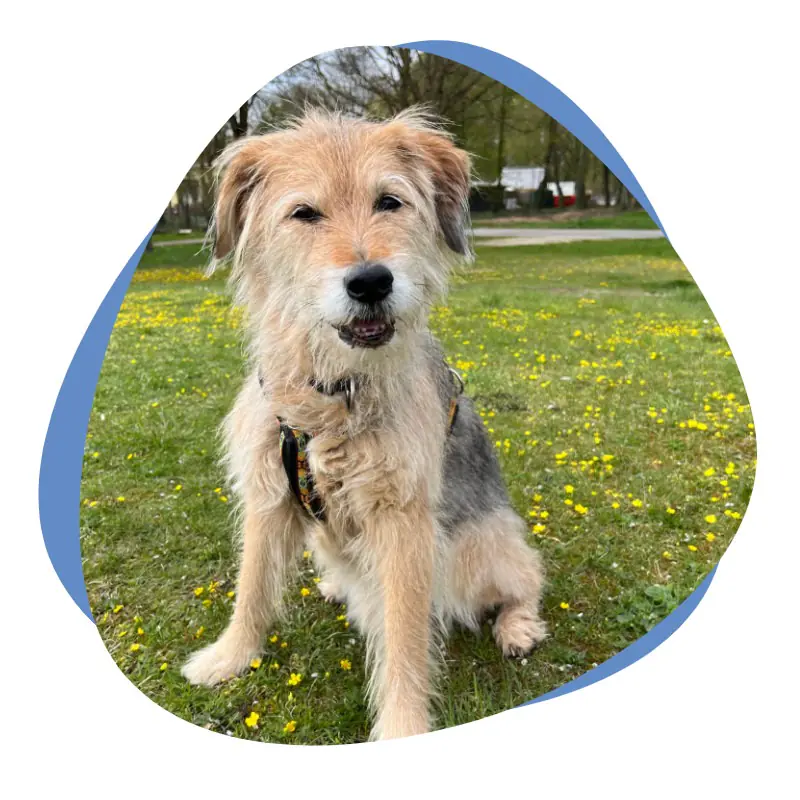 Beige weißer Hund mit krausem Fell