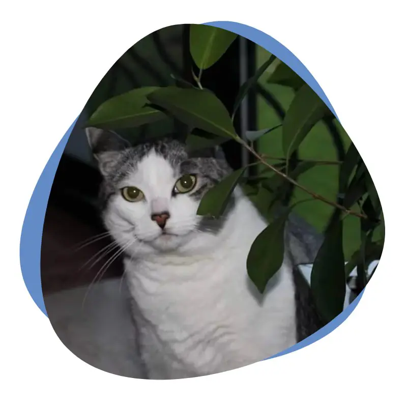 Speedy Katze grau weiß