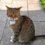 Gedenkbild