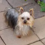 Gedenkbild