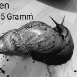Gedenkbild