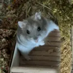 Gedenkbild